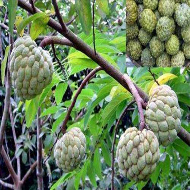 Семена сахарного ястра фруктовые деревья Лин Лин Луотуо Ян Луотуо Полофан Луофан Луо Го Шакья Фрукта Семена сахарного ястра
