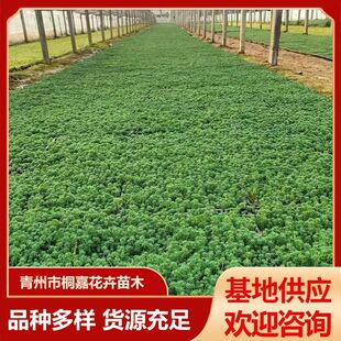 Base Supply of Landscaping Plants, Ground Cover, Roof Greening, Lawn, Chinese Sedum Cup Seedling Square Plate
