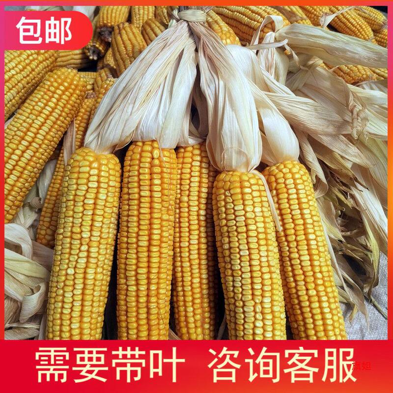 Dried Corn Cobs 10 Old Corn Cobs New Goods Whole Root Pet Molar Ration Event Props Decoration Shandong Dried Corn Cobs 10 Old Corn Cobs New Goods Whole Root Pet Molar Ration Event Props Decoration Shandong