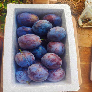 �޽���÷�� �۰�������÷�� ����÷Ʒ�N �����÷�����l