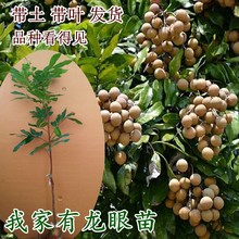 ͥԺֲ����������ļ����������l�ϱ����Nֲ��������A�������ľ