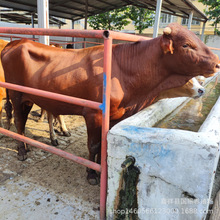 Nľٝţ ľٝţ ľٝţ sľٝţ