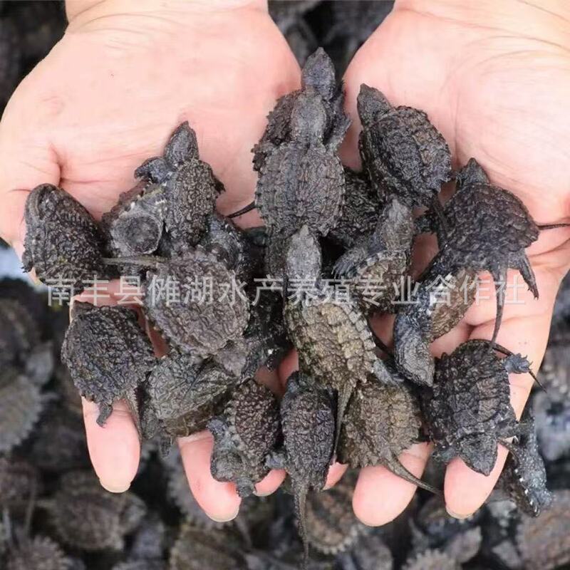 Outdoor Pond Crocodile Turtle Hatchlings, Ornamental Baby Turtles, North American Miscellaneous Fish, Live Pet Turtles, Night Market Stalls, Farm Wholesale Outdoor Pond Crocodile Turtle Hatchlings, Ornamental Baby Turtles, North American Miscellaneous Fish, Live Pet Turtles, Night Market Stalls, Farm Wholesale