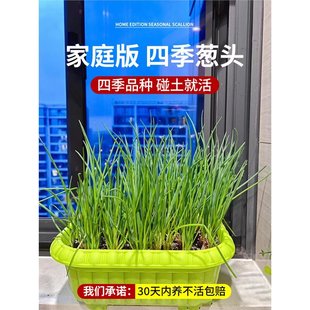 ���[�^�N�������̨�ļ�С�[�N�t�[�^�߲˷N���Ѽ�ͥ�Nֲ���[�^��