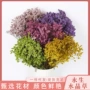 云南教师节生日毕业永生花