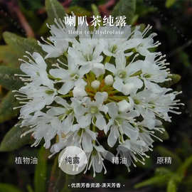 饱和蒸馏 格陵兰喇叭茶纯露花水 化妆水 补水护肤纯露原料