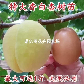 新品种白杏树苗嫁接白香杏树果苗南北方种植盆栽地栽当年结果树苗