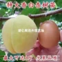 地栽种植盆栽嫁接杏树苗