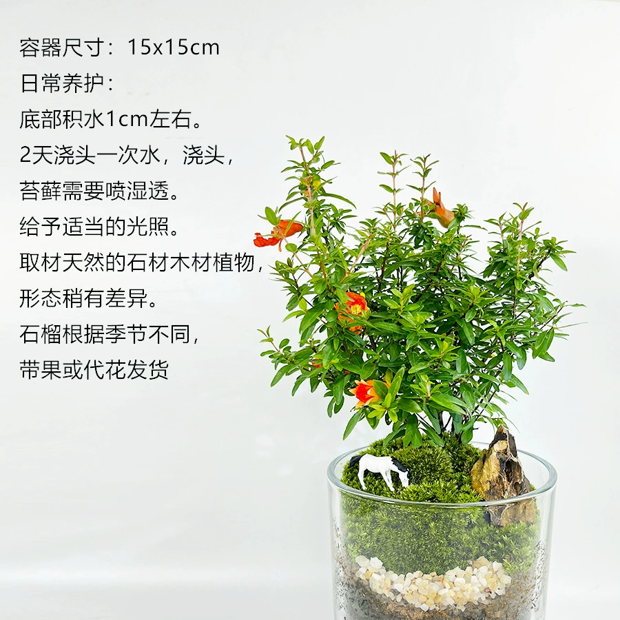 【Hillside Redwood】Настольный микроландшафт из мха, готовый бонсай, цветы, свежие зеленые растения, экологичные растения в горшках, декор для дома