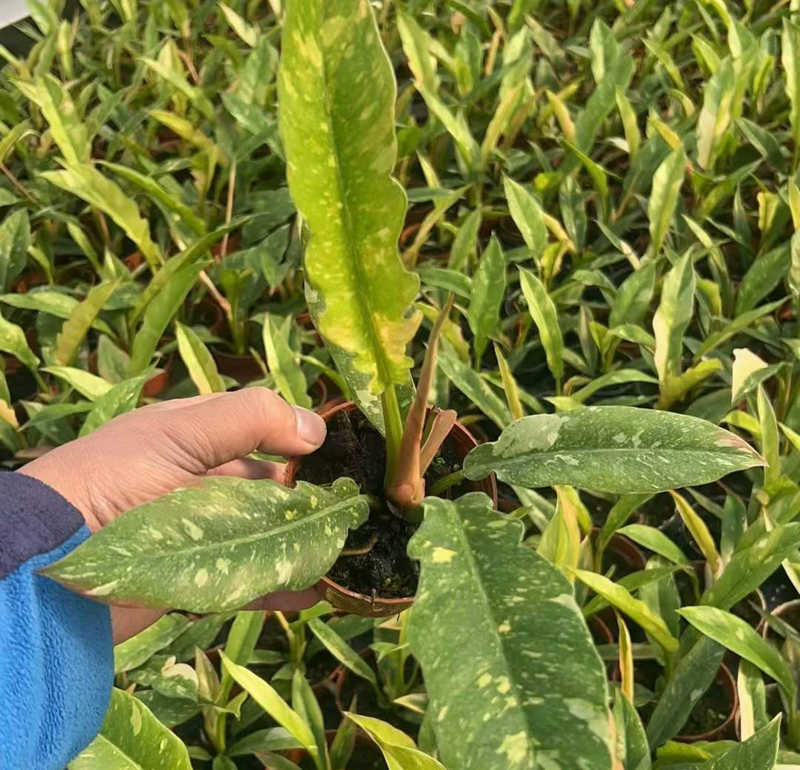 [Базовые прямые поставки] Чистая красная домашняя листва цветок маленькое растение в горшке лоза зеленый бархат 90 огненное кольцо