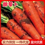 胡萝卜10斤整箱沙地萝卜新鲜蔬菜脆甜爽口带泥批发农家现挖胡萝卜