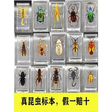 �挍���x�˱�͸����֬֩��ϐ������˱��̌W�^�����x�˱����x�[��