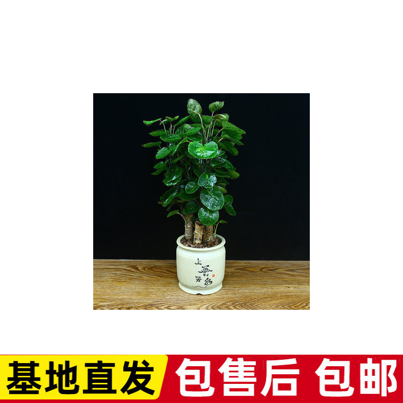 Fulu Tong Round Leaf Large Potted Indoor Living Room Office Green Plant Qian Duoduo Money Tree Good Plant