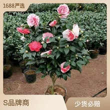 香妃山茶花盆栽带花苞五色赤丹花卉植物室内好养茶花树苗四季开花