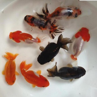 黑金魚圖片 海量高清黑金魚圖片大全 阿里巴巴