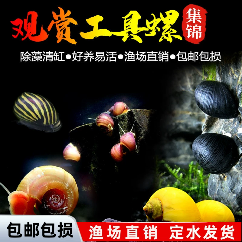 Декоративный улитка, яблочная улитка, черная ромбовидная улитка, загадочная золотая зебровая луковая улитка, улитка-инструмент для очистки и удаления водорослей, живая улитка.