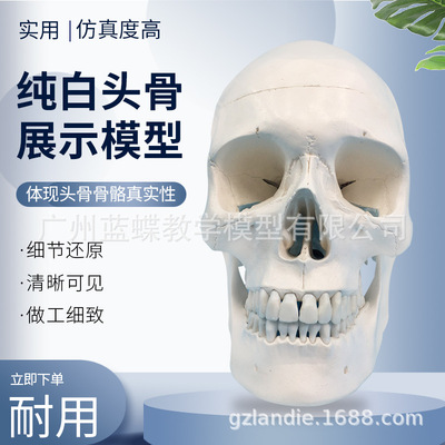 教学仿真1:1自然大头颅骨标本 头骨骨骼解剖仿真骷髅标准头骨模型