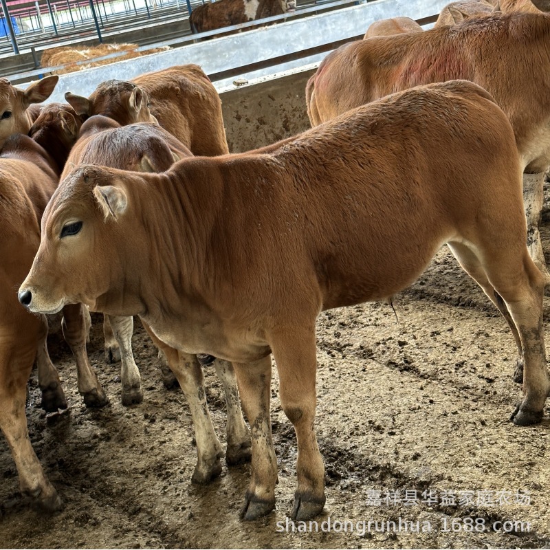 河北肉牛养殖场 常年出售西门塔尔牛犊 鲁西黄牛牛犊价格