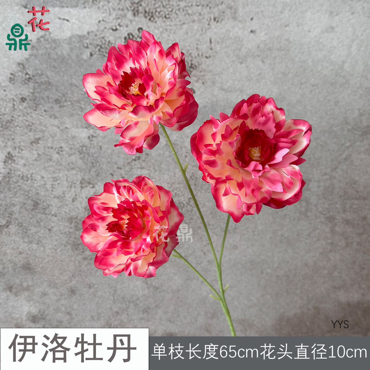 일로 모란 YYS 로즈 레드