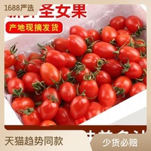 福建應季農家新鮮小番茄紅柿子聖女果孕婦水果酸甜小西紅柿聖女果