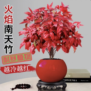 ���������������^�~�辰�͏d�B�׻�t�~�����ͺ�ֲ��Gֲ�U���ļ�