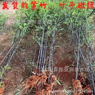 Purple Bamboo Gold Inlaid Jade Bamboo Green Bamboo Garden Plant Evergreen All Year Round Northern Cold-Resistant Greening Seedling Base Straight Hair