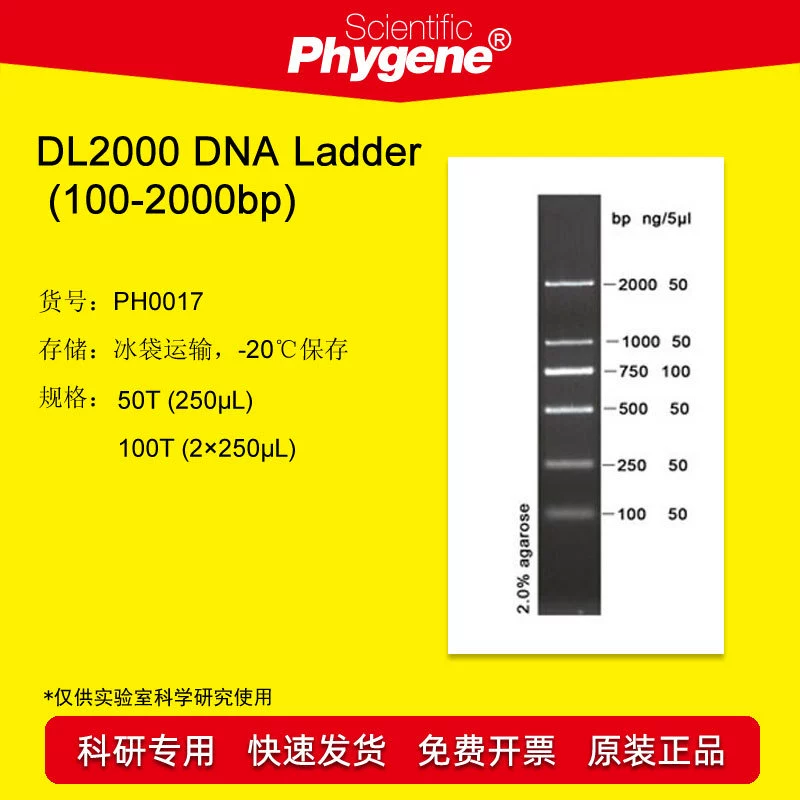 DL2000 ДНК-лестница (100-2000bp) 100T ДНК-маркер PH0017