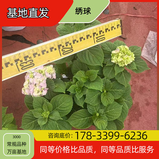 Hydrangea Seedling Potted Base Planting, Four-Season Flowering, Courtyard Planting, Green Plant Project, Greening Seedlings, Easy to Breed