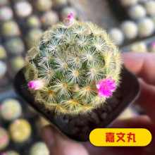 �������Ƕ��M���ײ��[�P�����ֲ�����������Ծ�β�������̨��̖