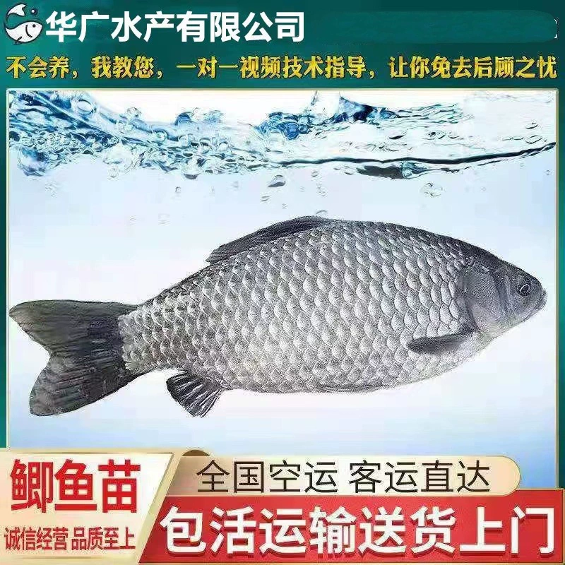 Живые мальки сома Чжунке № 5.