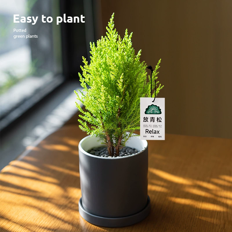 [Расслабляйтесь] Xiaoxiangsong рождественская елка зеленая кипарисовая посадка офисного стола растения горшечные праздничные подарки
