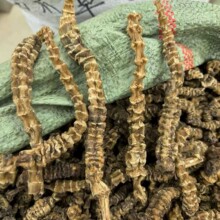 虫草参 顶天柱批发云南原产地地参 虫草参 地参干货 品格规格齐全