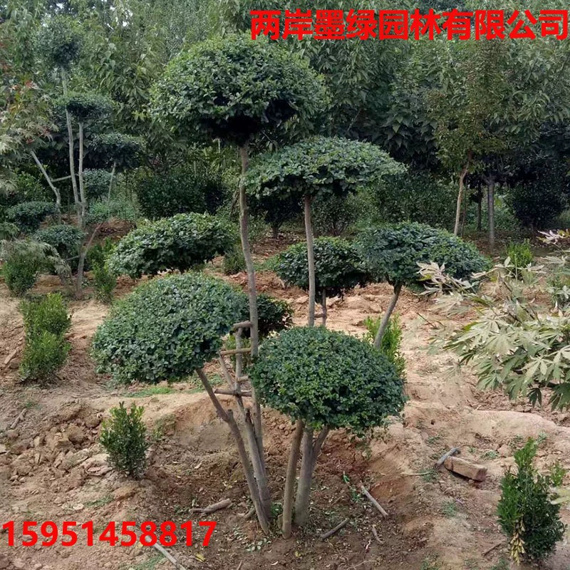 База Прямые поставки Ligustrum Lucidum Тип Дерево База Оптовая Сад Пейзаж Рассада Проект озеленения сада