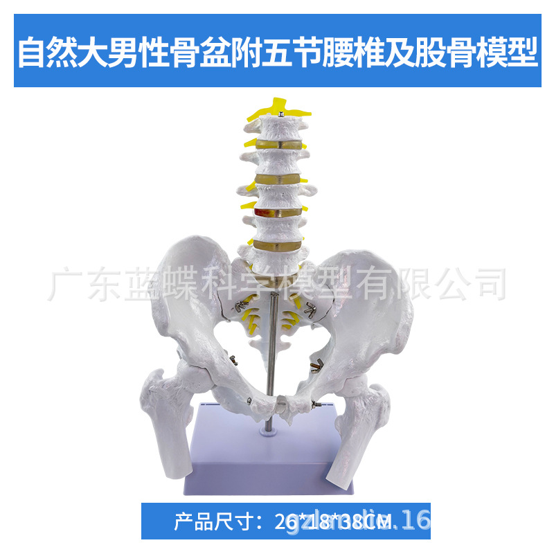 1��1���Թ���걾ģ���Ĺ����ǳܹ���ʾ��Ȼ�����������׵������