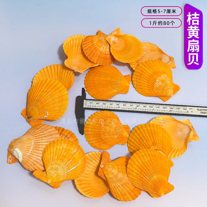 天然法螺貝 卸売供給源 魚水槽造園 工芸品 消耗品 1-10cm シェル|undefined