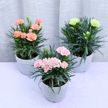 康乃馨盆栽带花苞石竹花苗室内阳台庭院绿植好养四季开花植物花卉