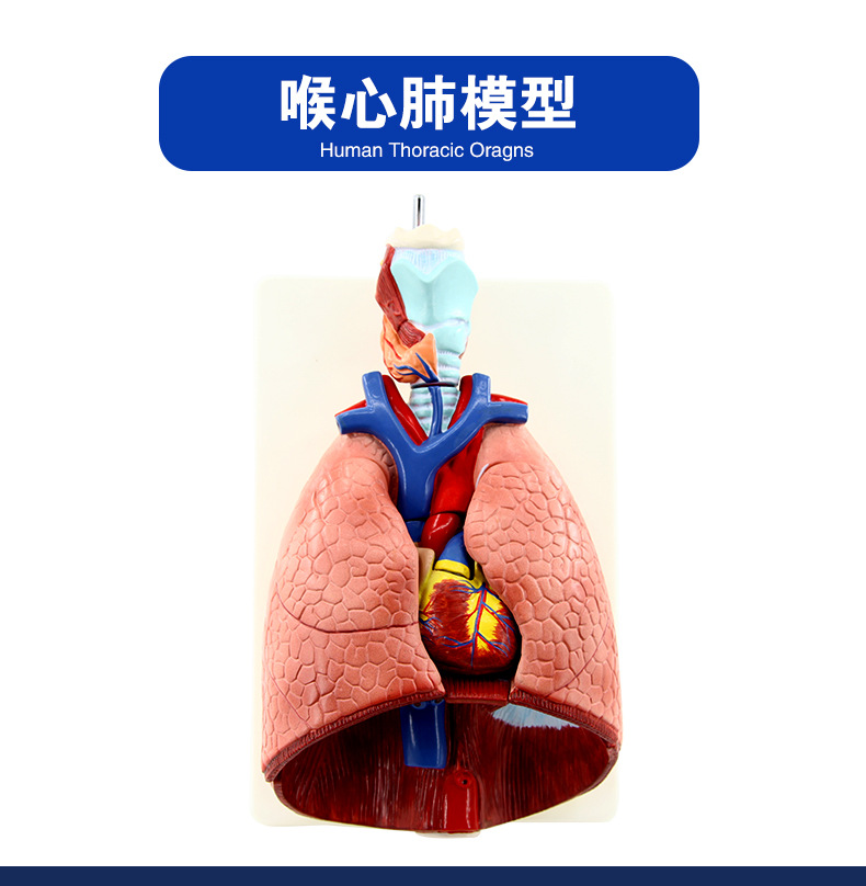 QH3322喉心肺解剖模型_02.jpg