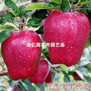 ���C��ˮ��ţ�O������޽������߹������O�������ͥԺ�Nֲ������