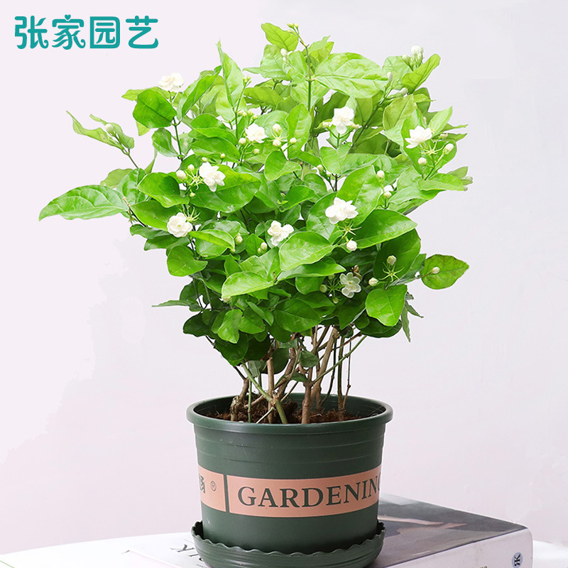 茉莉花盆栽观花植物净化四季水培室内花茉莉花卉阳台绿植茉莉盆景 种苗花卉网