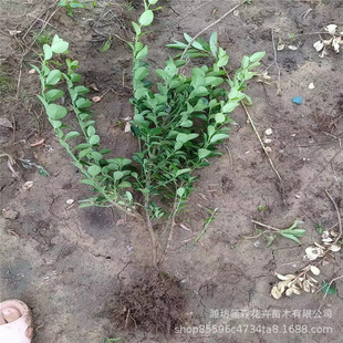 �lì�� �lì�G�������� ���֦�I�B���� ��߅�S��G�h