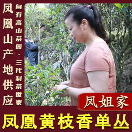 【凤姐家茶 黄枝香】凤凰单丛高山乌龙茶浓香 潮州凤凰单枞茶叶