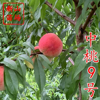【中桃9号桃苗】新品种早熟大果早中桃九优质嫁接桃子树苗
