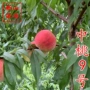大果嫁接早熟桃子桃苗