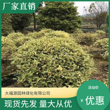 ���������l�� ���󃞻� Ҏ���Rȫ  Ʒ�N�Rȫ���^�쾰���̾G����