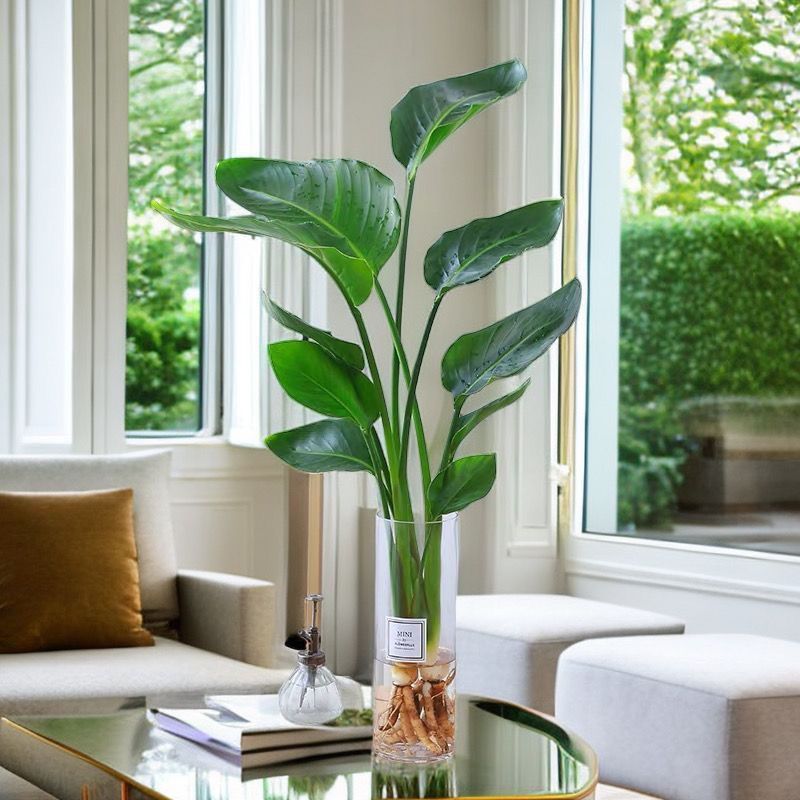 天堂鸟植物大型室内盆栽鹤望兰客厅办公室大厅绿植水养培盆栽开业