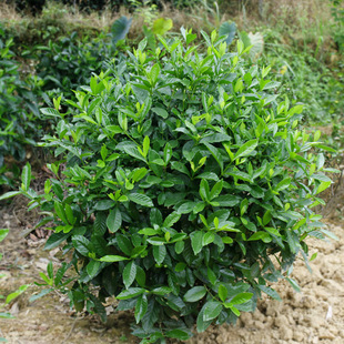 Dropshipping Gardenia Ball, Large-Leaf Gardenia Seedlings, Four-Season Flowering Large-Leaf Gardenia Seedlings, Courtyard Garden Plants