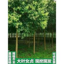 ���~Ůؑ������ߗU���~ŮؑС��ͥԺ�G���ϱ����Nֲ�ļ�����