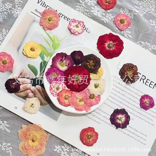 Rose Dried Flower Baffled Flower Real Flower Embossed Photo Frame Painting Portrait Face Makeup Dropping Glue Mobile Phone Case Plant Specimen
