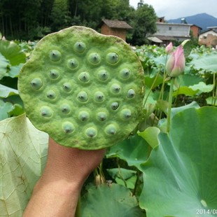 [Direct Supply from the Origin] High-Yielding Fresh Lotus Seeds and Lotus Root Seeds Only Produce Lotus Seeds but Not Lotus Root Bags. Recycling Provides Planting Technology