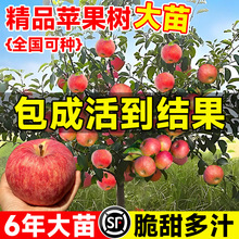 �O�����������Լt��ʿ�����������O�������������ϱ����Nֲ����